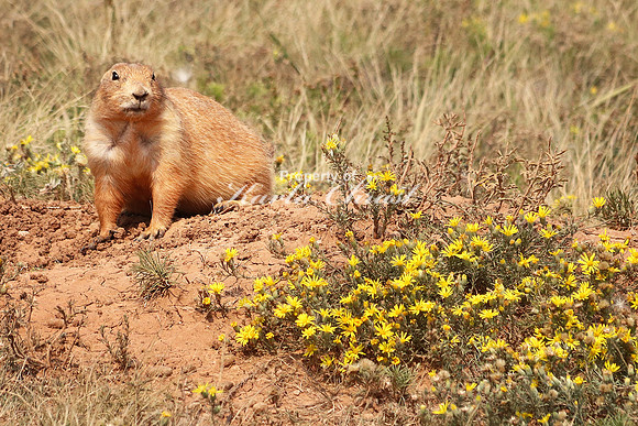 Black-tailed Prairie Dog 27 - September 2, 2017 Devils Tower National Monument Wyoming