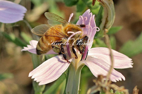 Honey Bee 9 - September 2, 2017 Devils Tower National Monument Wyoming