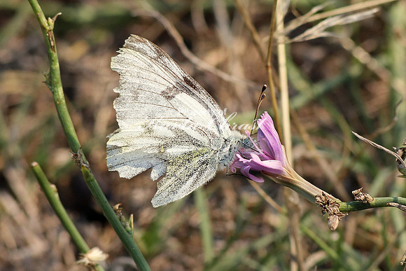 Checkered White 2 - September 2, 2017 Devils Tower National Monument Wyoming