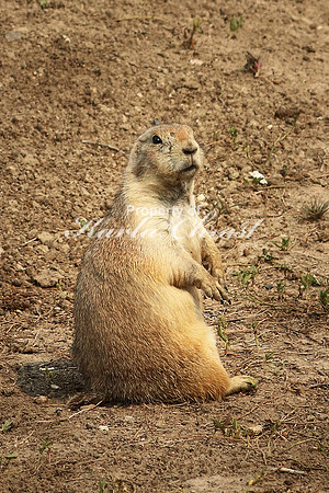 Black-tailed Prairie Dog 28 - September 1, 2017 Badlands National Park South Dakota