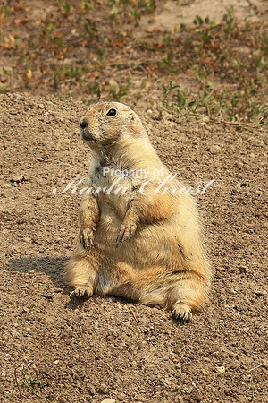Black-tailed Prairie Dog 29 - September 1, 2017 Badlands National Park South Dakota