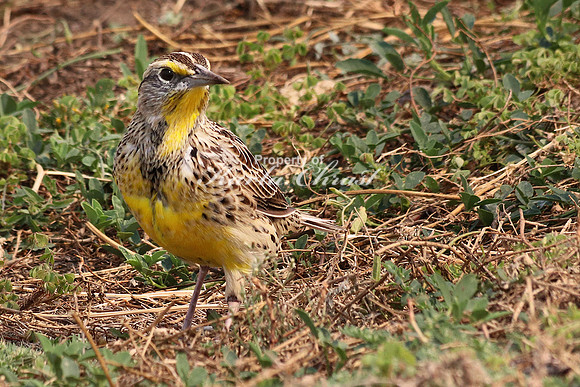 Western Meadowlark 3 - September 1, 2017 Badlands National Park South Dakota