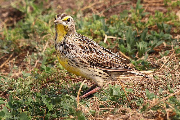Western Meadowlark 5 - September 1, 2017 Badlands National Park South Dakota