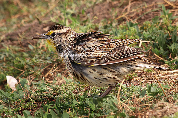 Western Meadowlark 4 - September 1, 2017 Badlands National Park South Dakota