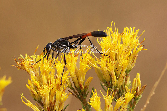Thread-waisted Wasp 3 - September 1, 2017 Badlands National Park South Dakota