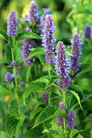 Agastache 1 - August 11, 2017 Windom Wildlife Management District Minnesota