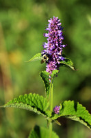 Agastache 2 - August 11, 2017 Windom Wildlife Management District Minnesota