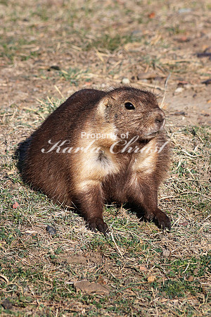 Black-tailed Prairie Dog 32 - September 08, 2017 Theodore Roosevelt National Park North Dakota