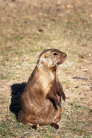 Black-tailed Prairie Dog 33 - September 08, 2017 Theodore Roosevelt National Park North Dakota