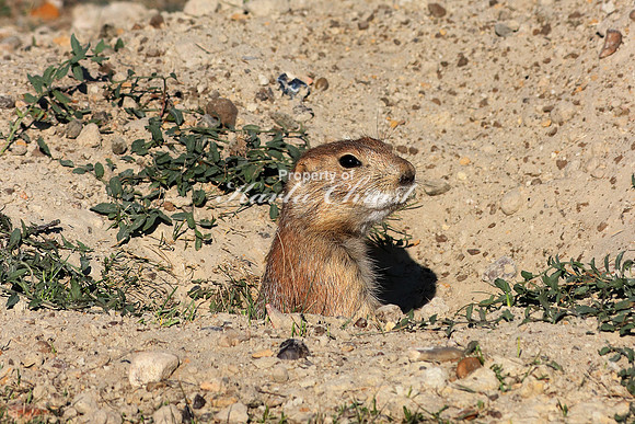 Black-tailed Prairie Dog 30 - September 08, 2017 Theodore Roosevelt National Park North Dakota