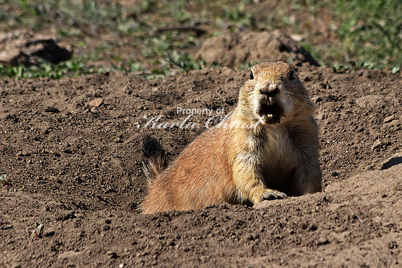 Black-tailed Prairie Dog 31 - September 08, 2017 Theodore Roosevelt National Park North Dakota