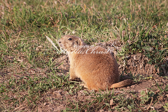 Black-tailed Prairie Dog 34 - September 06, 2017 Custer State Park South Dakota
