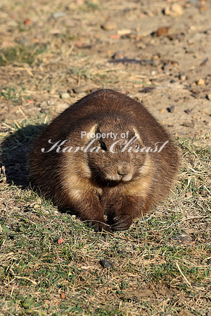 Black-tailed Prairie Dog 35 - September 08, 2017 Theodore Roosevelt National Park North Dakota