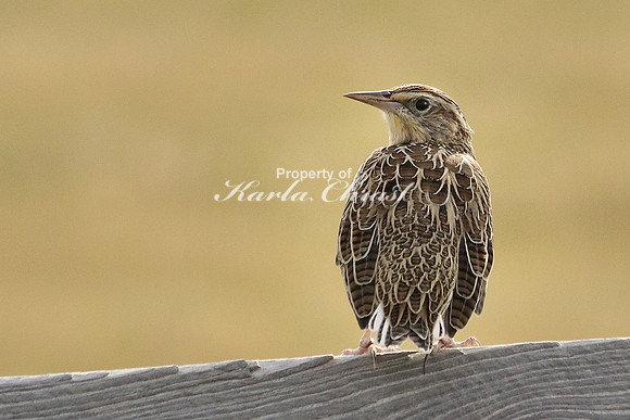 Western Meadowlark 6 - September 06, 2017 Custer State Park South Dakota