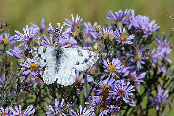 Checkered White 3 - September 06, 2017 Custer State Park South Dakota