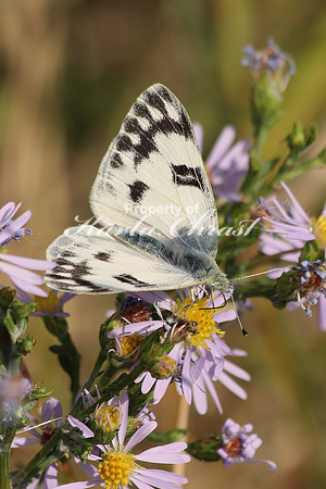 Checkered White 4 - September 06, 2017 Custer State Park South Dakota
