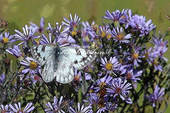 White Checker Butterfly - September 06, 2017 Custer State Park South Dakota