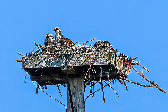 Osprey 12 - July 30, 2024 North Country National Scenic Trail