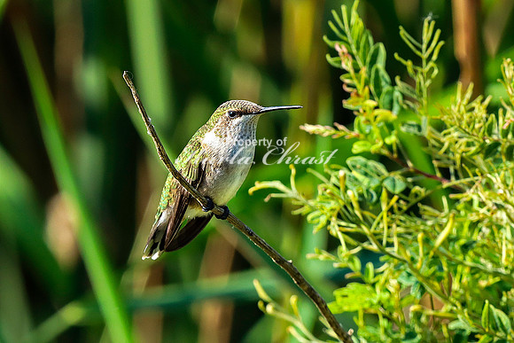 Ruby-throated Hummingbird 34 - September 1,  2023 Oakwood Lakes State Park