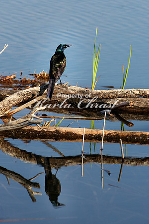 Common Grackle 1 - May 12, 2017 Sherburne National Wildlife Refuge Minnesota