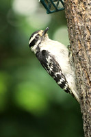 Downy Woodpecker 6 - June 24, 2017
