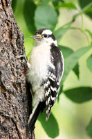Downy Woodpecker 3 - June 18, 2017