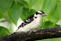 Downy Woodpecker 5 - June 24, 2017