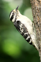 Downy Woodpecker 4 - June 24, 2017