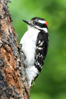 Downy Woodpecker 11 - June 24, 2017