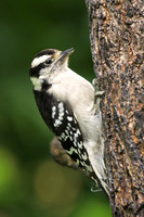 Downy Woodpecker 8 - June 24, 2017