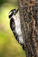 Downy Woodpecker 7 - June 24, 2017
