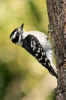 Downy Woodpecker 9 - June 24, 2017