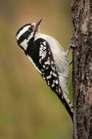 Downy Woodpecker 10 - April 29, 2017
