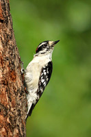 Downy Woodpecker 12 - July 24, 2017