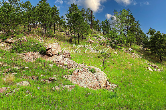 Custer State Park 24 - June 11, 2023