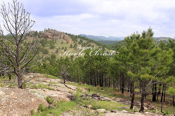 Custer State Park 23 - June 10, 2023