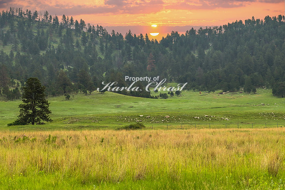 Custer State Park 27 - June 11, 2023