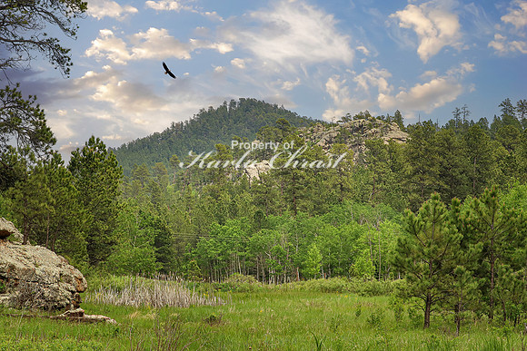 Custer State Park 29 - June 11, 2023