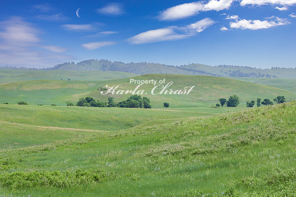 Custer State Park 39 - June 12, 2023