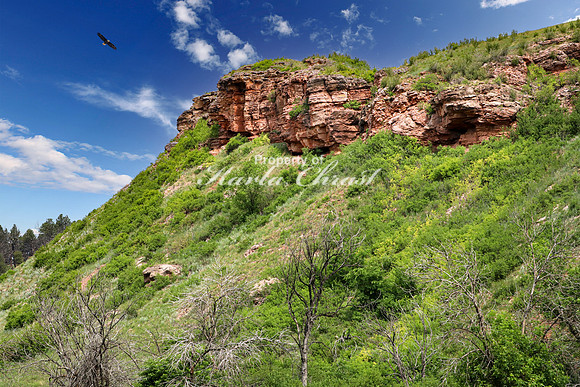 Custer State Park 41 - June 12, 2023