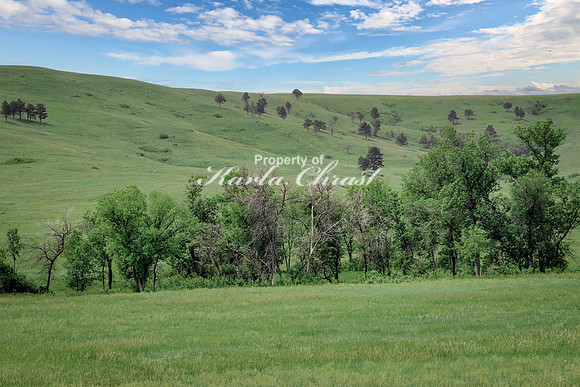 Custer State Park 42 - June 12, 2023