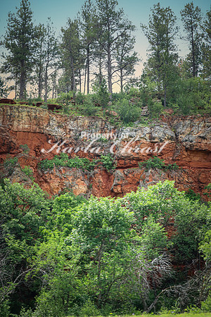 Custer State Park 43 - June 12, 2023