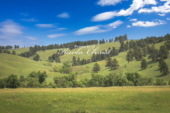Custer State Park 44 - June 12, 2023