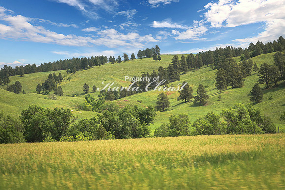 Custer State Park 45 - June 12, 2023