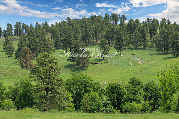 Custer State Park 46 - June 12, 2023
