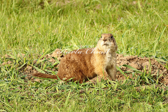 Black-tailed Prairie Dog 71 - May 25, 2023 Custer State Park South Dakota