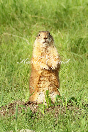 Black-tailed Prairie Dog 72 - May 25, 2023 Custer State Park South Dakota