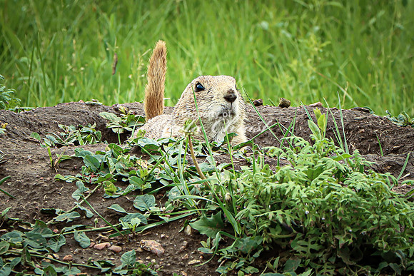 Black-tailed Prairie Dog 73 - June 11, 2023 Custer State Park South Dakota