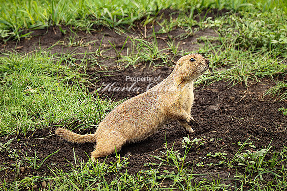 Black-tailed Prairie Dog 74 - June 11, 2023 Custer State Park South Dakota