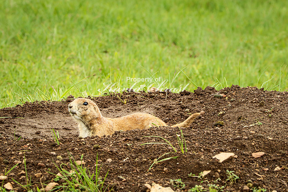 Black-tailed Prairie Dog 75 - June 11, 2023 Custer State Park South Dakota